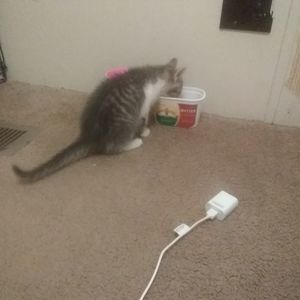 Meet your Posher, Vada